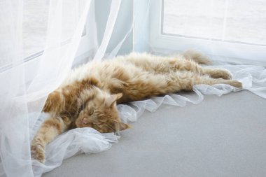 Büyük kırmızı mermer Maine rakun kedi beyaz perdeler ve str yatıyor