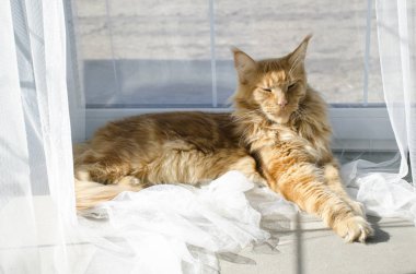 Büyük kırmızı mermer Maine rakun kedi beyaz perdeler ve str yatıyor