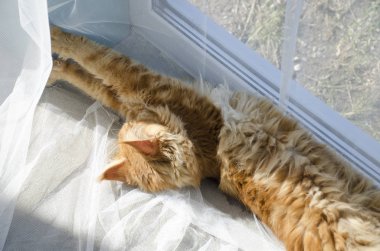 Büyük kırmızı mermer Maine rakun kedi beyaz perdeler ve str yatıyor