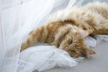 Büyük kırmızı mermer Maine rakun kedi beyaz perdeler ve str yatıyor