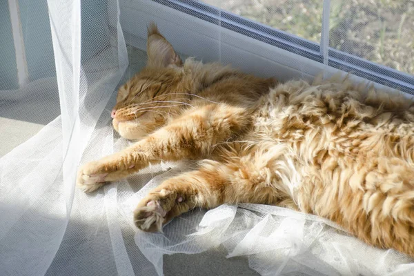 Большая красная мраморная кошка Майн Кун лежит на белых шторах и — стоковое фото