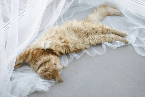 Μεγάλη κόκκινη μαρμάρινη γάτα του Μέιν ρακούν βρίσκεται σε λευκές κουρτίνες και Εικόνα Αρχείου