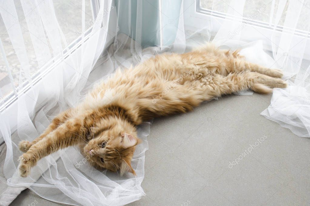 Large red marble Maine coon cat lies on a white curtains and str