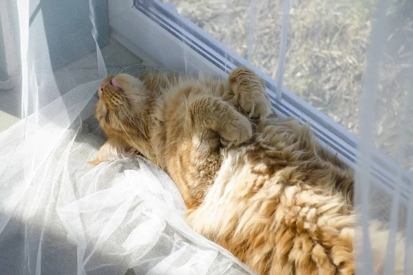 Grande rojo mármol Maine coon gato se encuentra en un blanco cortinas y sle —  Fotos de Stock