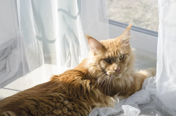 Большой красный мрамор Мэн Енот кошка лежит на белых занавесках — стоковое фото