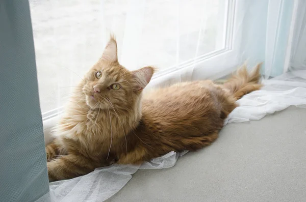 Große rote Marmorkokonkatze liegt auf einem weißen Vorhang — Stockfoto