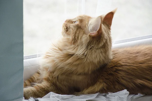 Große rote Marmorkatze Maine Coon liegt und schaut aus dem Fenster — Stockfoto