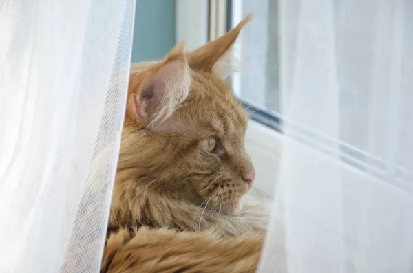 Große rote Marmorkatze Maine Coon liegt und schaut aus dem Fenster — Stockfoto