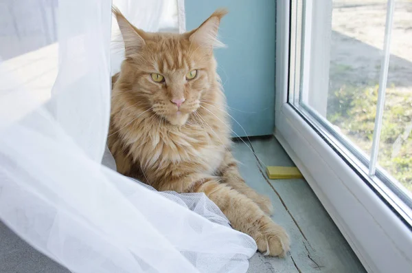 大きな赤い大理石メインクーン猫は、窓に横たわっています ストックフォト