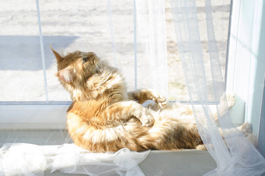 Large red marble Maine coon cat sits in a strange pose against a