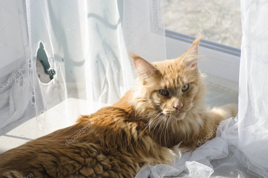 Large red marble Maine coon cat lies near torn curtains and look