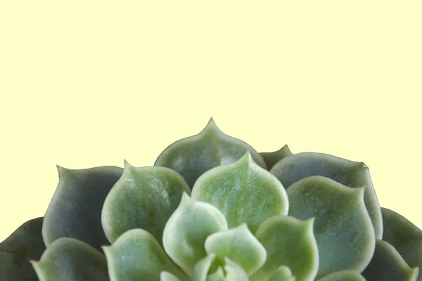 Floral succulent background on a yellow background with copy spa — Stock Photo, Image