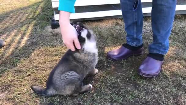 一个穿牛仔裤的男人正在和一只小白种人牧羊犬玩耍 俏皮的小狗试图咬手 — 图库视频影像