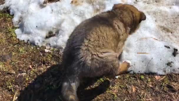 Pequeno Cachorro Cão Pastor Caucasiano Brinca Com Neve Derretida Grama — Vídeo de Stock