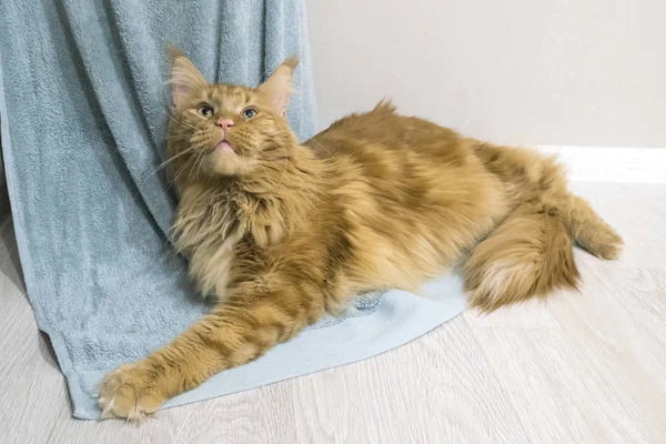 Genç, kırmızı mermer bir rakun kedisi örtülü kumaşın üzerinde yatıyor. — Stok fotoğraf