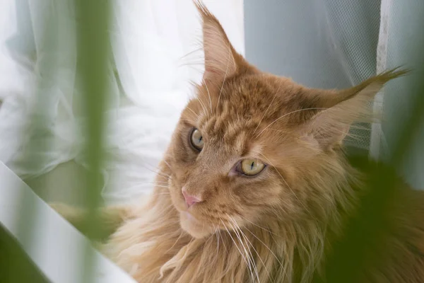 Portré piros márvány Maine Mosómedve macska ül az ablaknál, és — Stock Fotó