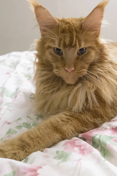 Portré fiatal nagy piros márvány Maine Mosómedve macska fekszik egy whit — Stock Fotó
