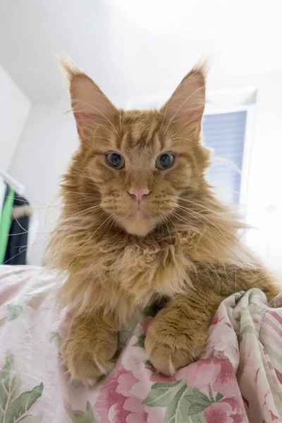 Retrato de mármore vermelho grande jovem Maine coon gato encontra-se em um whit — Fotografia de Stock