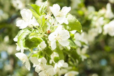 Bahar manzara. Çiçekli elma ağacı. Bahar çiçekli Bahçe.
