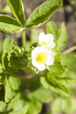 kök üzerinde birkaç çilek çiçekler