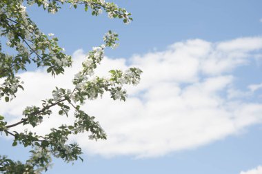 Bahar manzara. Çiçekli elma ağacı. Bahar çiçekli Bahçe.