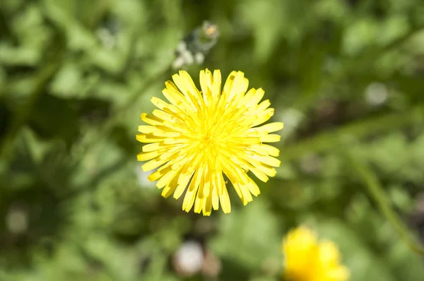 Żółte Kwiaty Mniszka Lekarskiego Liśćmi Zielonej Trawie Zdjęcie Wiosny — Zdjęcie stockowe