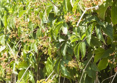 Yabani üzüm duvar arka plan. Bir arka planı olarak kullanma
