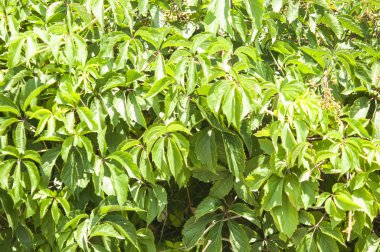 Yabani üzüm duvar arka plan. Bir arka planı olarak kullanma