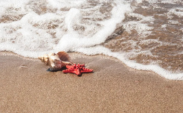海星和贝壳在夏日沙滩上海水中 夏天的背景 夏季时间 — 图库照片