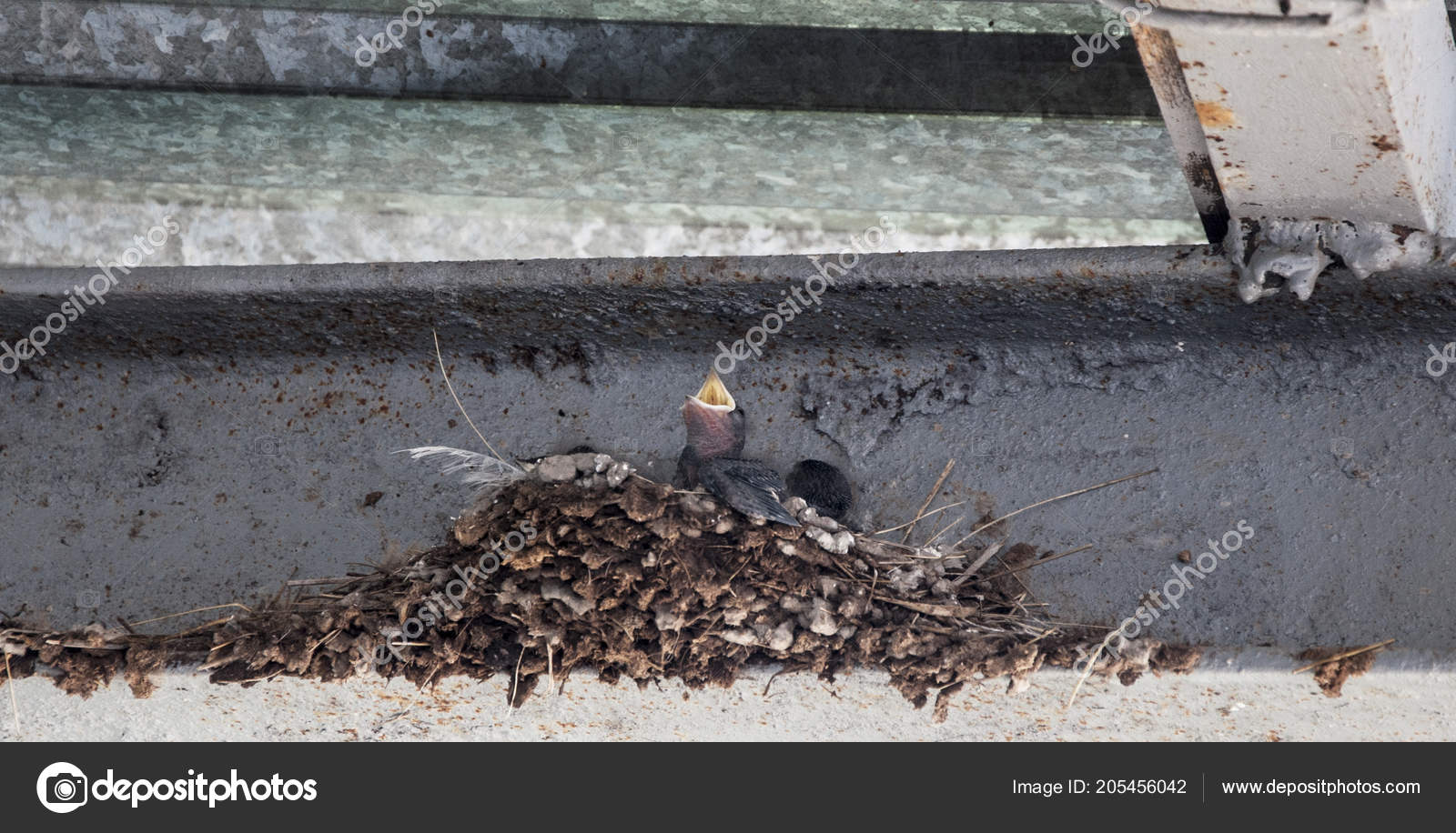Swallow Nest Baby Barn Swallow Patiently Awaits Feeding Parents