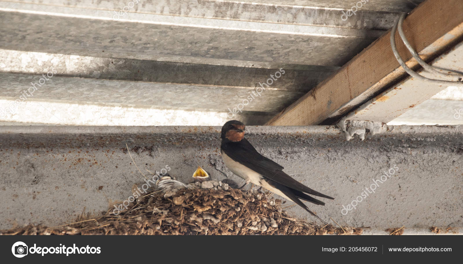 Swallow Nest Baby Barn Swallow Patiently Awaits Feeding Parents