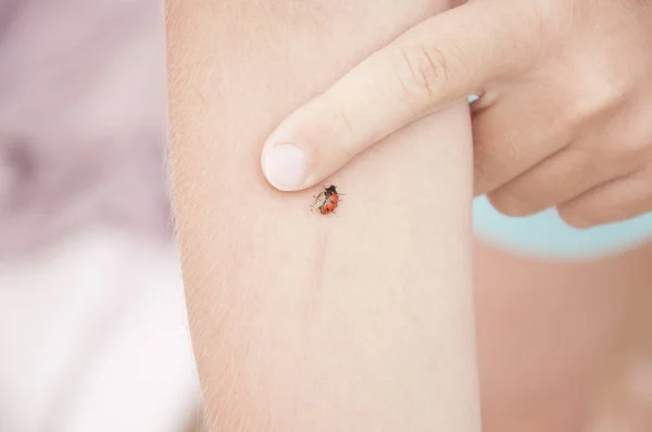 Hermosas Manos Femeninas Con Una Mariquita — Foto de Stock