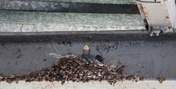 燕子巢与婴孩谷仓燕子耐心地等待哺养从父母 — 图库照片