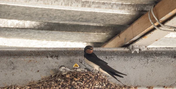 Swallow Nest Baba Füsti Fecske Türelmesen Várja Szülők Etetés — Stock Fotó