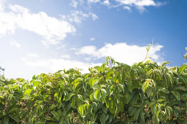 Druvsorter Mot Blå Himmel Med Vita Moln — Stockfoto