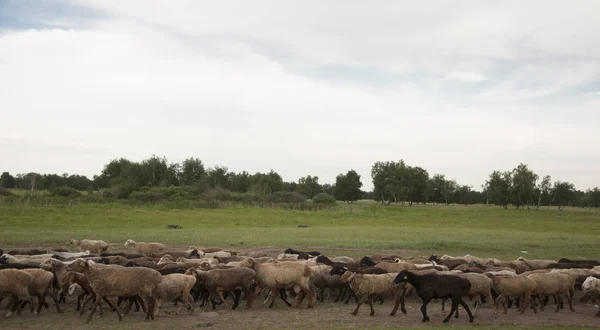 Sheep and goat herd in the pasture at the stable