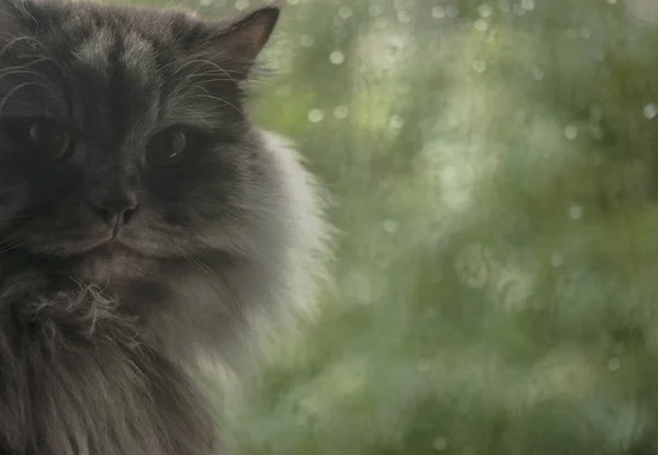 Graue Katze Schaut Aus Dem Fenster Grüner Hintergrund Tropfen Regen — Stockfoto