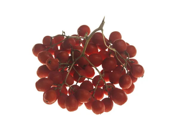 Close Bunches Rowan Berries Isolated White — Stock Photo, Image