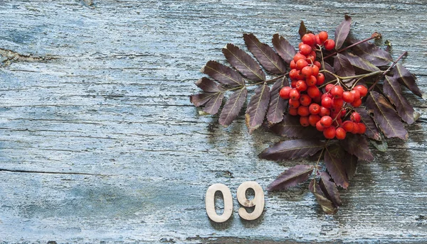 Eberesche Mit Grünem Blatt Auf Blauem Holztisch Ansicht Von Oben — Stockfoto