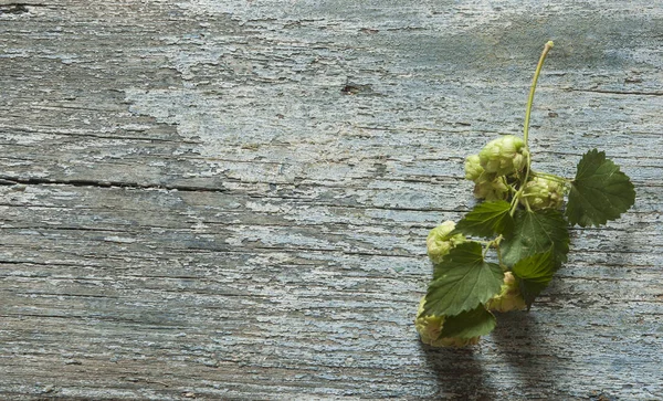 Hop Twig Old Wooden Table Background Vintage Style — Stock Photo, Image