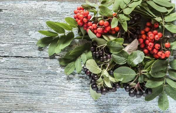 Chokeberry 黑楸楸 浆果与灰莓装饰在木背景上 — 图库照片