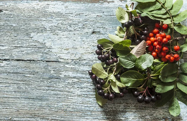 Chokeberry Nero Aronia Melanocarpa Bacche Con Decorazione Bacche Frassino Fondo — Foto Stock