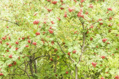 parlak üvez meyveleri ile ağaç yapraklar