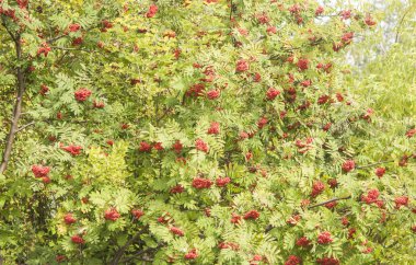 parlak üvez meyveleri ile ağaç yapraklar