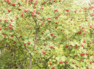 parlak üvez meyveleri ile ağaç yapraklar