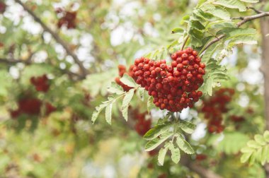 parlak üvez meyveleri ile ağaç yapraklar