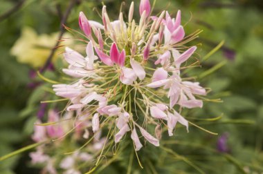 Renkli çiçeklerin arkaplan resmi