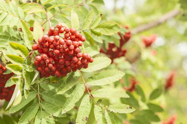 Helle Vogelbeeren Mit Blättern Auf Einem Baum — Stockfoto