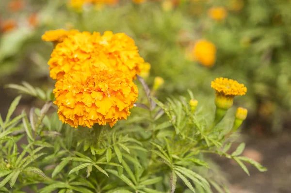 Background Image Colorful Flowers — Stock Photo, Image