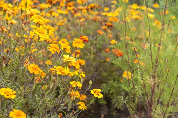 Imagen Fondo Las Flores Colores —  Fotos de Stock